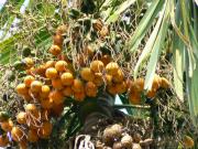 Areca cathechu L.